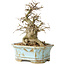 Celtis sinensis, 14 cm, ± 20 jaar oud