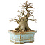Celtis sinensis, 14 cm, ± 20 jaar oud