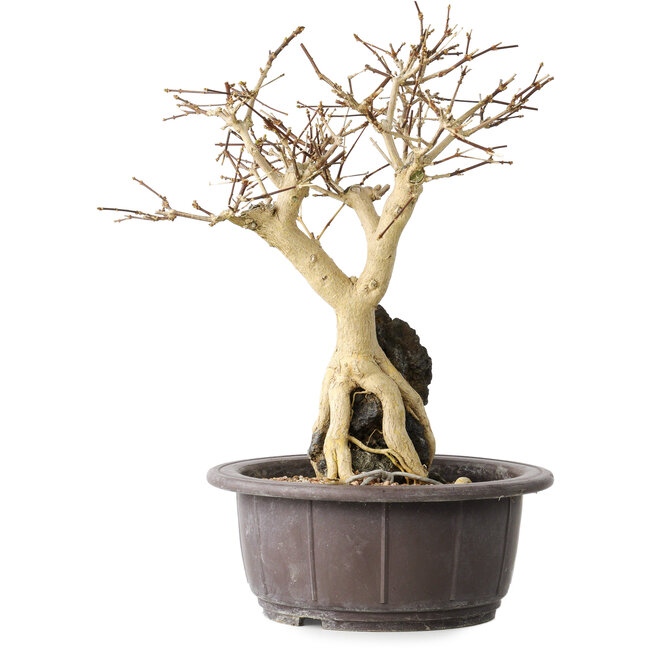 Premna japonica, 25 cm, ± 20 jaar oud