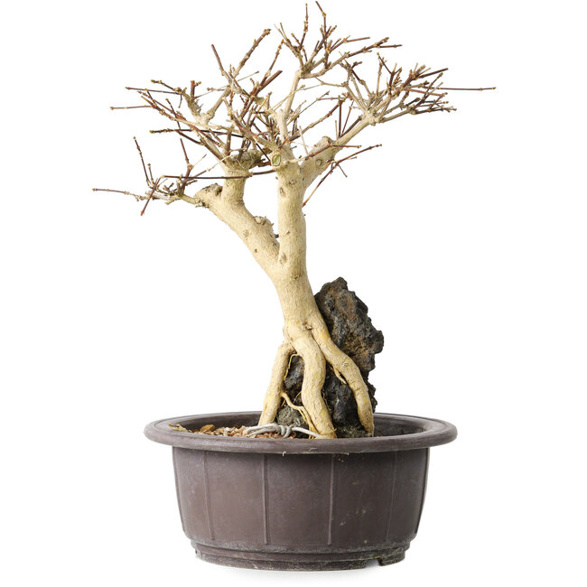 Premna japonica, 25 cm, ± 20 jaar oud