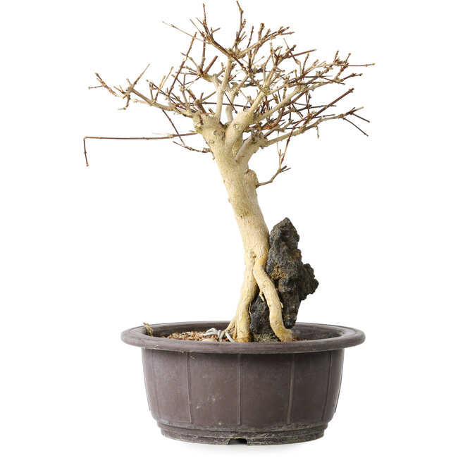 Premna japonica, 25 cm, ± 20 Jahre alt