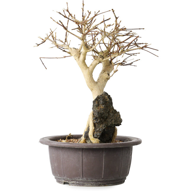 Premna japonica, 25 cm, ± 20 anni