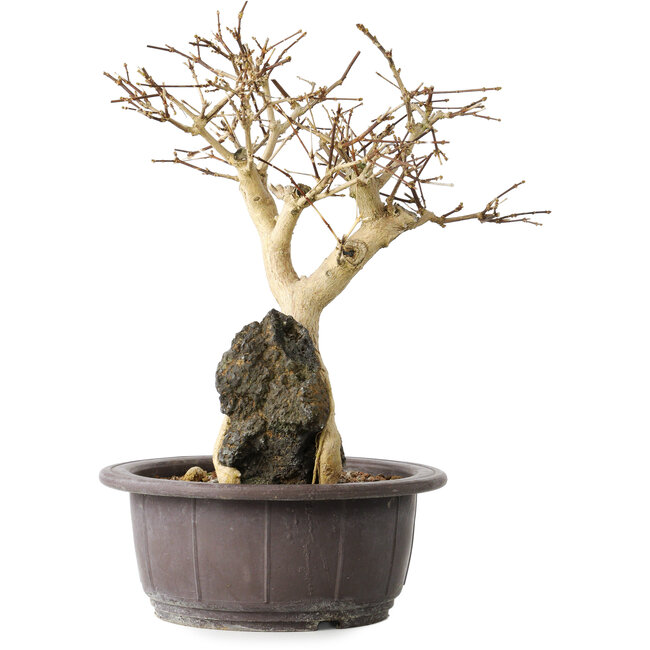 Premna japonica, 25 cm, ± 20 anni