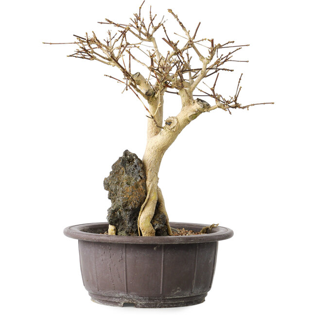 Premna japonica, 25 cm, ± 20 Jahre alt