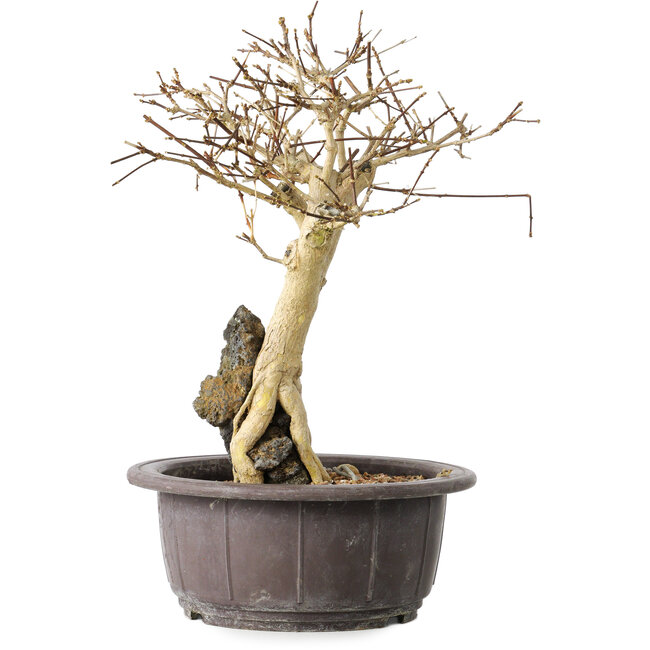 Premna japonica, 25 cm, ± 20 anni