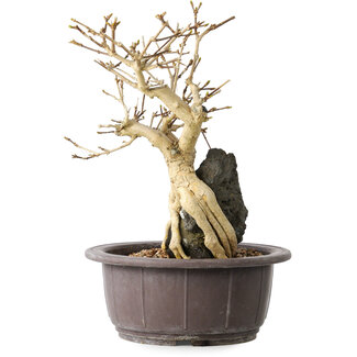Premna japonica, 24 cm, ± 20 years old Premna japonica, 24 cm, ± 20 years old