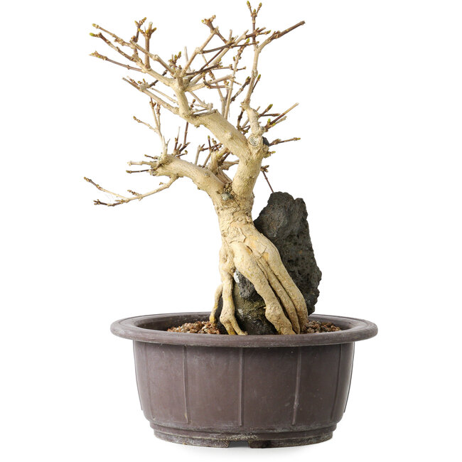 Premna japonica, 24 cm, ± 20 anni