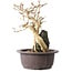 Premna japonica, 24 cm, ± 20 anni