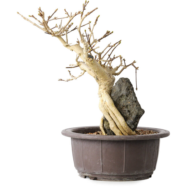 Premna japonica, 24 cm, ± 20 ans