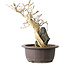 Premna japonica, 24 cm, ± 20 anni