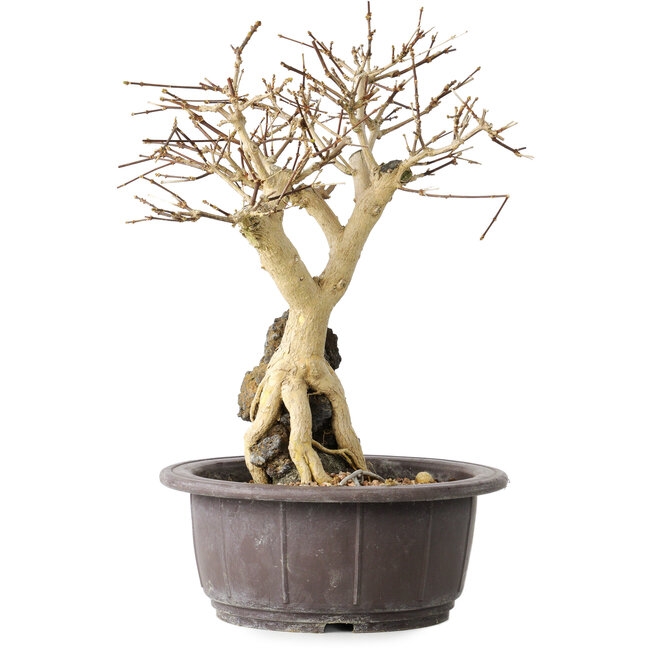 Premna japonica, 25 cm, ± 20 años