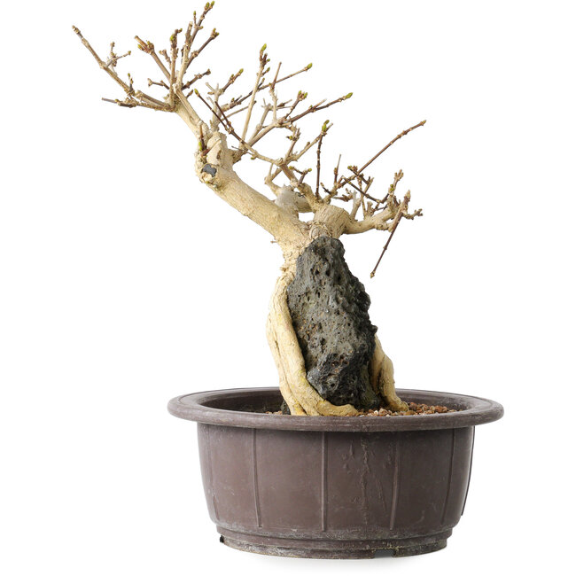 Premna japonica, 24 cm, ± 20 años