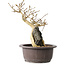 Premna japonica, 24 cm, ± 20 jaar oud