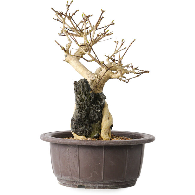 Premna japonica, 24 cm, ± 20 ans