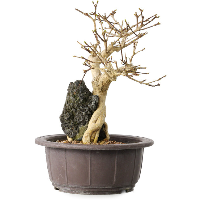 Premna japonica, 24 cm, ± 20 Jahre alt