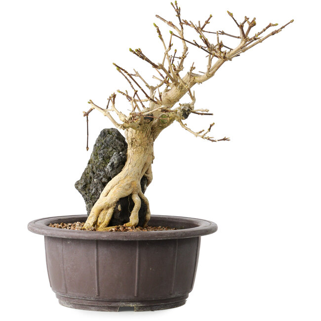 Premna japonica, 24 cm, ± 20 anni