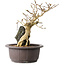 Premna japonica, 24 cm, ± 20 anni