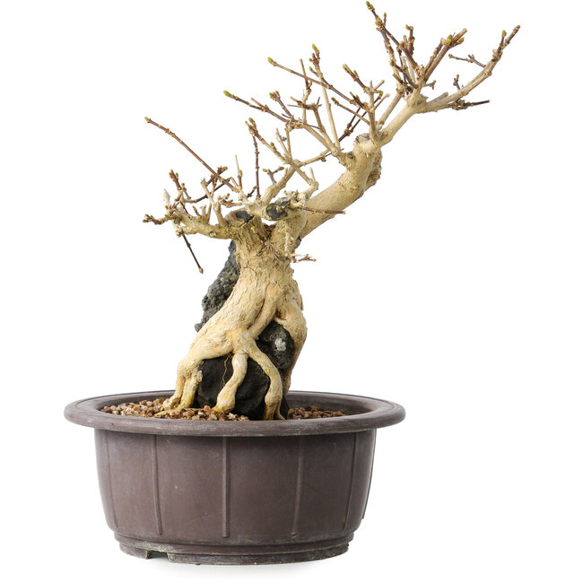 Premna japonica, 24 cm, ± 20 Jahre alt