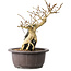 Premna japonica, 24 cm, ± 20 anni