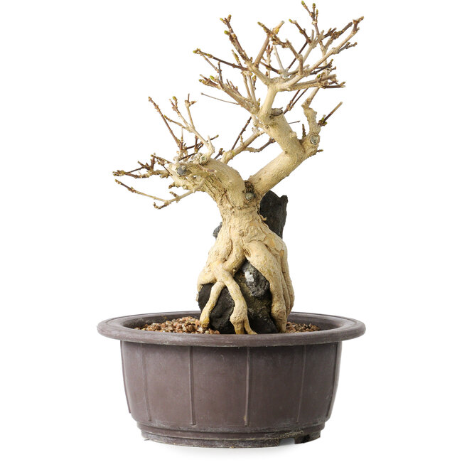 Premna japonica, 24 cm, ± 20 Jahre alt