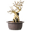 Premna japonica, 24 cm, ± 20 anni