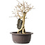 Premna japonica, 25 cm, ± 20 anni