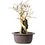 Premna japonica, 25 cm, ± 20 jaar oud