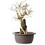 Premna japonica, 25 cm, ± 20 jaar oud