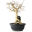 Premna japonica, 28 cm, ± 20 jaar oud