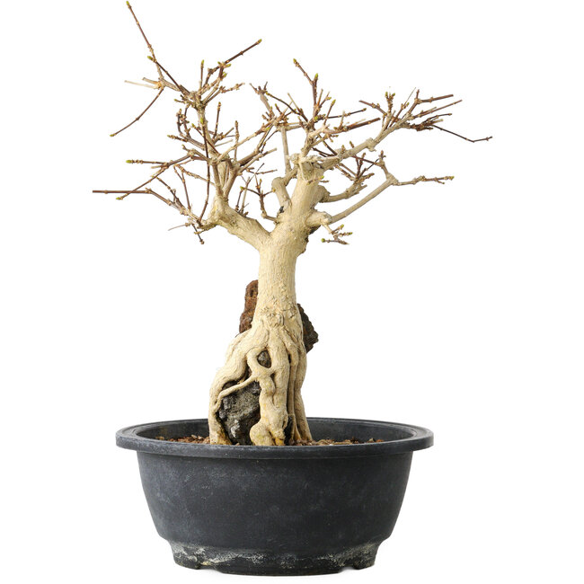 Premna japonica, 23 cm, ± 20 jaar oud