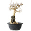 Premna japonica, 28 cm, ± 20 jaar oud