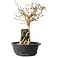 Premna japonica, 28 cm, ± 20 jaar oud