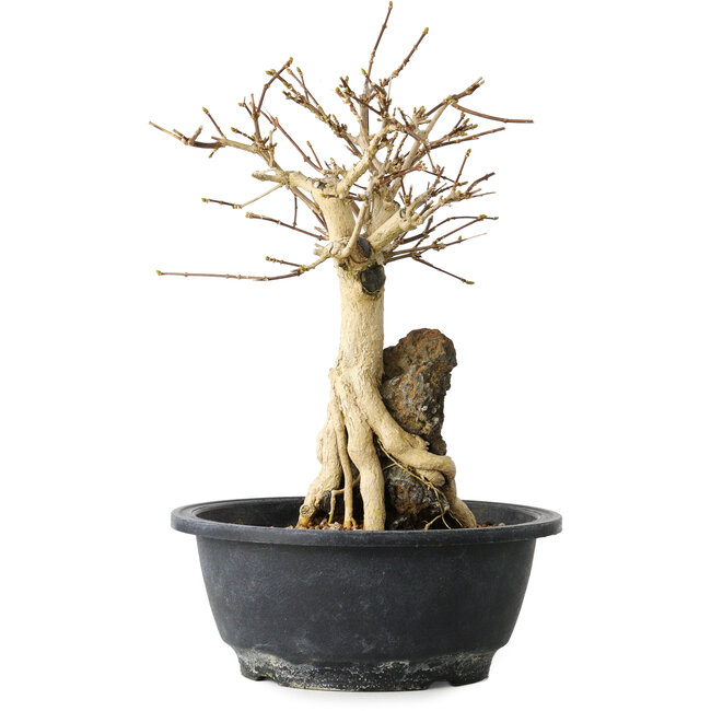 Premna japonica, 23 cm, ± 20 years old