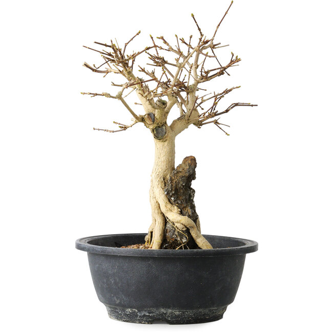 Premna japonica, 23 cm, ± 20 Jahre alt