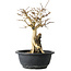 Premna japonica, 23 cm, ± 20 jaar oud