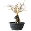Premna japonica, 23 cm, ± 20 jaar oud