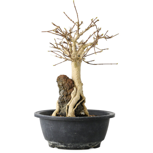 Premna japonica, 23 cm, ± 20 years old