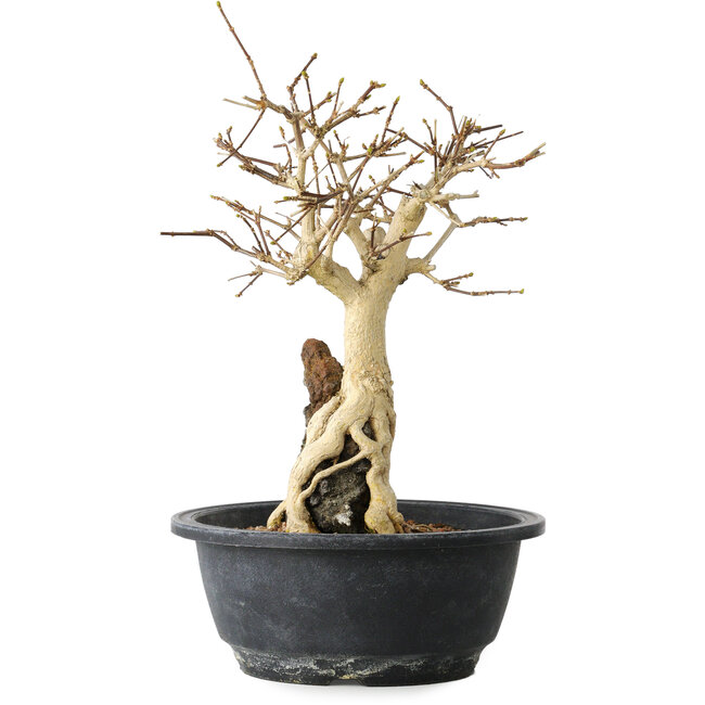 Premna japonica, 23 cm, ± 20 ans