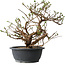 Potentilla fruticosa, 32 cm, ± 15 jaar oud