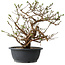 Potentilla fruticosa, 32 cm, ± 15 jaar oud
