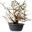 Potentilla fruticosa, 32 cm, ± 15 ans