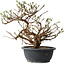 Potentilla fruticosa, 32 cm, ± 15 ans