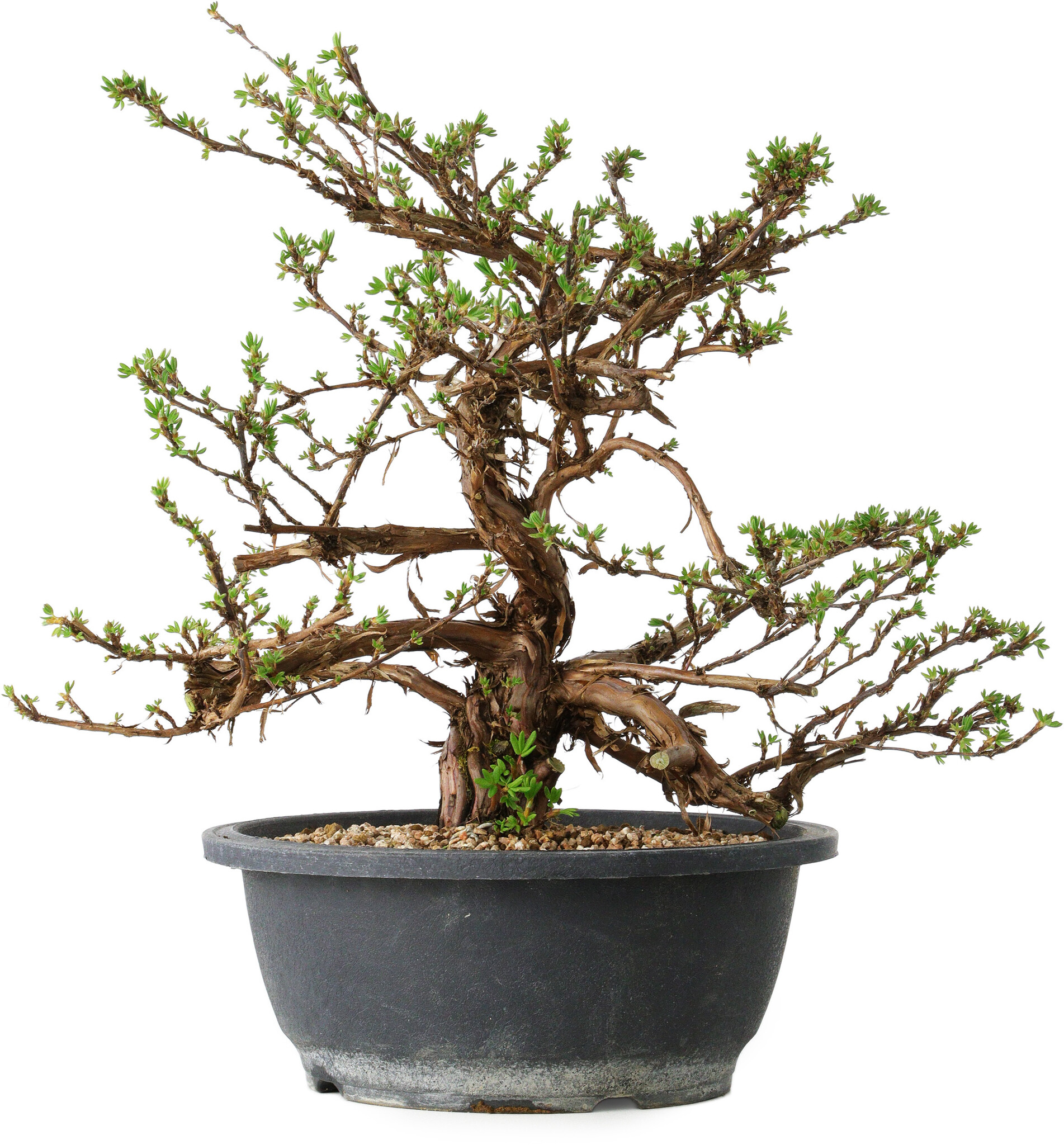 Potentilla fruticosa, 31 cm,  15 years old - Bonsai Plaza