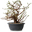 Potentilla fruticosa, 32 cm, ± 15 ans