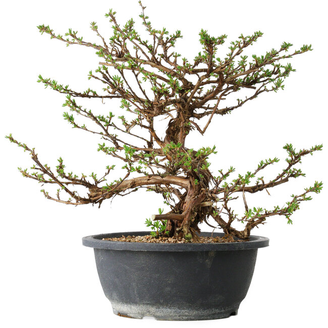 Potentilla fruticosa, 31 cm, ± 15 años