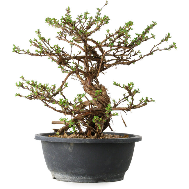 Potentilla fruticosa, 31 cm, ± 15 anni