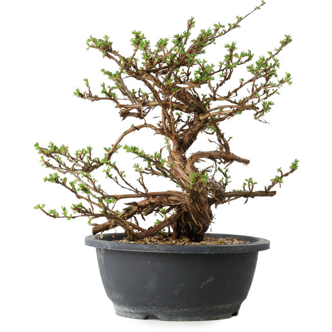 Potentilla fruticosa, 31 cm, ± 15 años