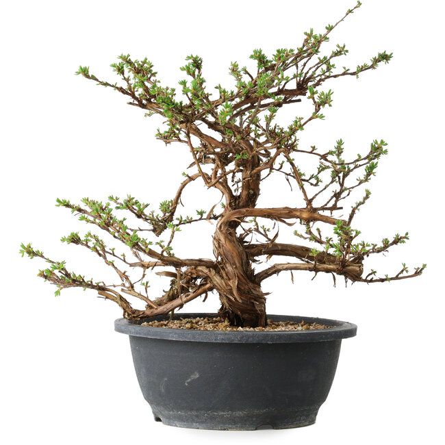 Potentilla fruticosa, 31 cm, ± 15 jaar oud