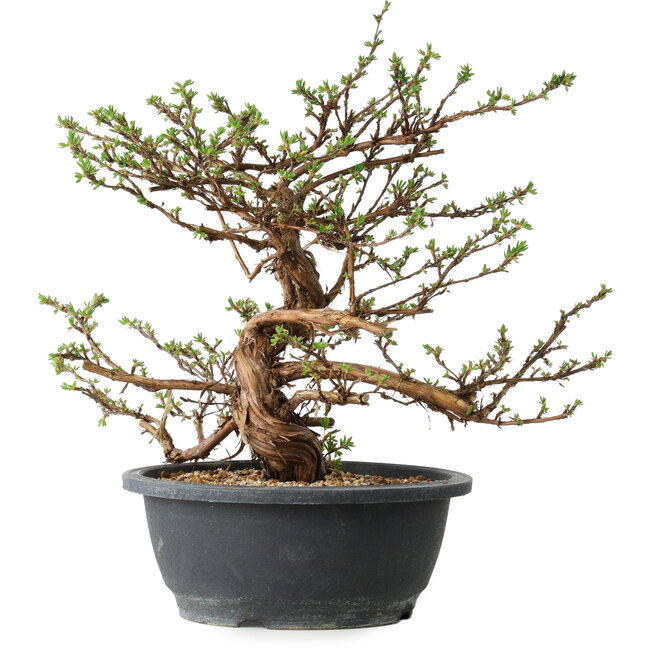 Potentilla fruticosa, 31 cm, ± 15 years old