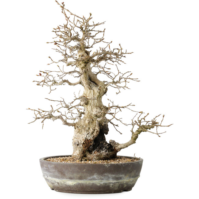 Carpinus coreana, 35 cm, ± 30 jaar oud
